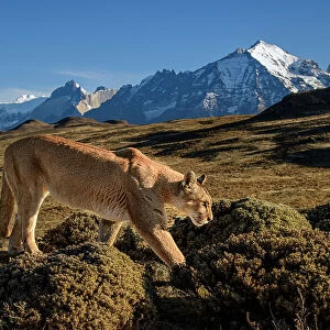 Puma (Puma concolor) female, walking in front of Torres del Paine massif, Torres del Paine National Park, Patagonia, Chile