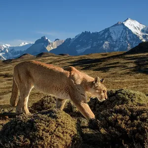Puma (Puma concolor) female, walking in front of Torres del Paine massif, Torres del Paine National Park, Patagonia, Chile Puma (Puma concolor) female, walking in front of Torres del Paine massif, Torres del Paine National Park, Patagonia, Chile