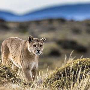 Puma (Puma concolor) in high altitude habitat of Torres del Paine National Park, Chile