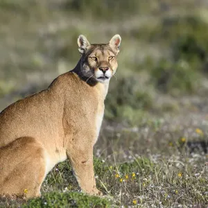 Puma (Puma concolor puma), hembra sentada en una pradera. Estancia Amarga, cerca de Torres. Puma (Puma concolor puma), hembra sentada en una pradera. Estancia Amarga, cerca de Torres.