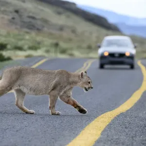 Puma (Puma concolor puma), joven macho cruzando la carretera frente a un coche. Estancia Amarga. Puma (Puma concolor puma), joven macho cruzando la carretera frente a un coche. Estancia Amarga.
