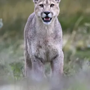 Un giovane maschio di puma (Puma concolor puma) in piedi con la bocca aperta. Estancia Amarga, vicino al Parco Nazionale Torres del Paine, Patagonia, Cile. Dicembre. Un giovane maschio di puma (Puma concolor puma) in piedi con la bocca aperta. Estancia Amarga, vicino al Parco Nazionale Torres del Paine, Patagonia, Cile. Dicembre.