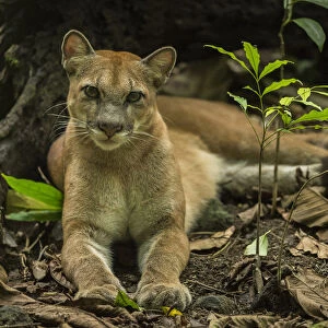 Puma (Puma concolor) resting, Corcovado National Park, Costa Rica, May