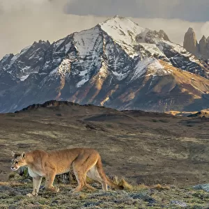 Puma (Puma concolor) walking with the Torres del Paine mountains in background, Torres del Paine National Park, Magallanes, Chile