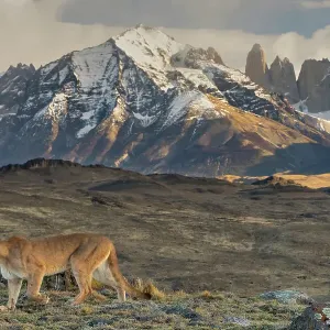 Le puma (Puma concolor) marchant avec les montagnes Torres del Paine en arrière-plan, parc national des Torres del Paine, Magallanes, Chili. Le puma (Puma concolor) marchant avec les montagnes Torres del Paine en arrière-plan, parc national des Torres del Paine, Magallanes, Chili.
