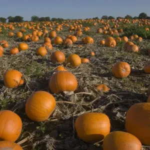 Pumpkins (Cucurbita sp) ready for Harvest, Norfolk, UK, October Pumpkins (Cucurbita sp) ready for Harvest, Norfolk, UK, October