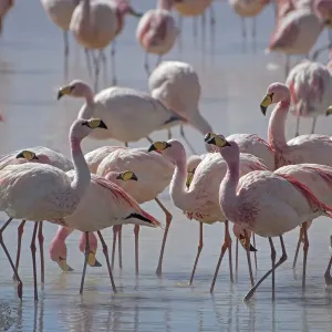 Puna / James flamingo (Phoenicoparrus jamesi) flock on Laguna Colorado, Reserva Eduardo Avaroa Puna / James flamingo (Phoenicoparrus jamesi) flock on Laguna Colorado, Reserva Eduardo Avaroa