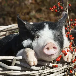 Purebred Berkshire Piglet Print, Autumn Landscape Purebred Berkshire Piglet Print, Autumn Landscape