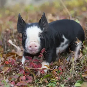 Purebred Berkshire piglet Print, autumn foliage background Purebred Berkshire piglet Print, autumn foliage background