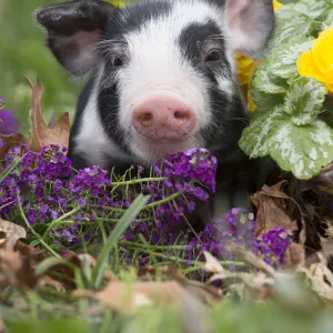 Purebred Berkshire piglet in spring grass, dandelions and garden flowers, Smithfield