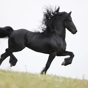 Purebred black Friesian stallion doing passage, Ojai, California, USA Purebred black Friesian stallion doing passage, Ojai, California, USA