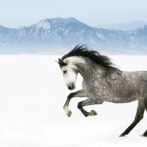 Purebred grey Andalusian mare running in the snow, Longmont, Colorado, USA