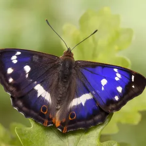 Purple emperor butterfly (Apatura iris) male on English Oak (Quercus robur) leaf Purple emperor butterfly (Apatura iris) male on English Oak (Quercus robur) leaf