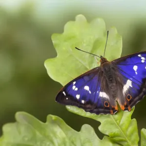 Purple Emperor Butterfly (Apatura iris) male on English Oak (Quercus robur) leaf Purple Emperor Butterfly (Apatura iris) male on English Oak (Quercus robur) leaf