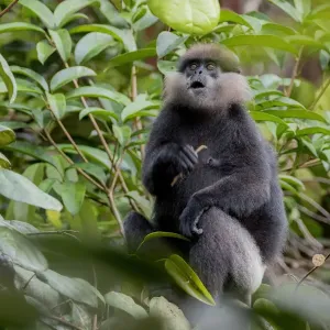 Purple-faced langur (Trachypithecus vetulus) holding stick and looking up, Sinharaja Purple-faced langur (Trachypithecus vetulus) holding stick and looking up, Sinharaja