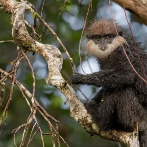 Purple-faced langur Print, wet fur feeding image Purple-faced langur Print, wet fur feeding image