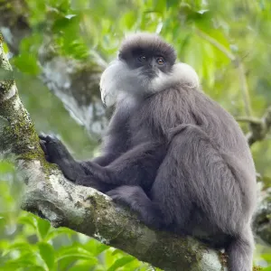 Purple-faced leaf monkey print Purple-faced leaf monkey print