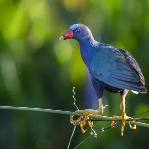 Purple gallinule (Porphyrio martinicus) and giant bulrush (Schoenoplectis californicus) Purple gallinule (Porphyrio martinicus) and giant bulrush (Schoenoplectis californicus)