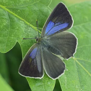 Purple hairstreak butterfly (Neozephyrus quercus) female with wings open, Hertfordshire