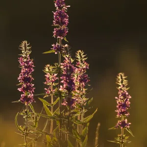 Purple loosestrife print, evening light Purple loosestrife print, evening light