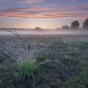 Un touffe de Molinie bleue (Molinia caerulea) dans une prairie, à laube brumeuse. Un touffe de Molinie bleue (Molinia caerulea) dans une prairie, à laube brumeuse.