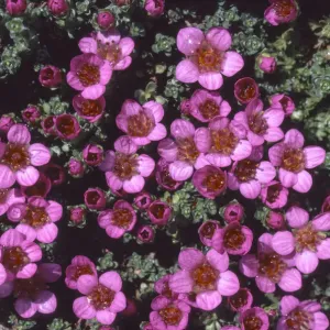 Purple saxifrage print, Snowdonia landscape Purple saxifrage print, Snowdonia landscape