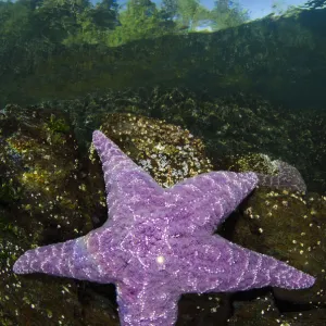 Purple sea star (Pisaster ochraceus) in shallow water beneath forest