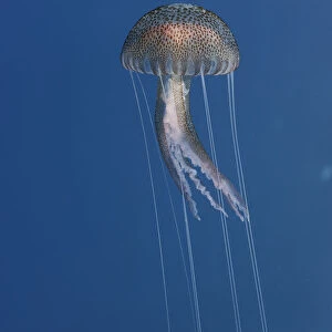 Purple stinger / Common jellyfish (Pelagia noctiluca) Malta, Mediteranean, May 2009
