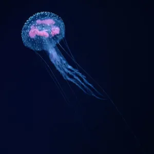 Purple stinger (Pelagia noctiluca) Print Purple stinger (Pelagia noctiluca) Print