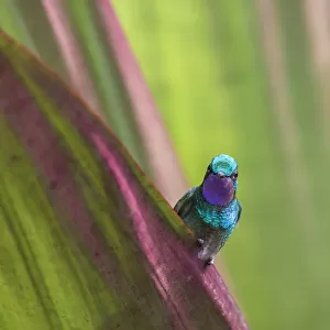 Purple-throated mountain gem (Lampornis calolaemus) Volcano Poas, Costa Rica
