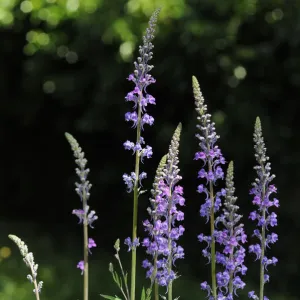 Purple toadflax (Linaria purpurea), on verge of footpath, South Croydon, Surrey, England