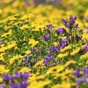 Purple vipers bugloss (Echium plantaineum) growing in fields of Corn Marigold (Chrysanthemum