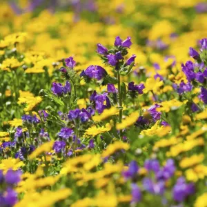 Purple Vipers Bugloss in Corn Marigold Print