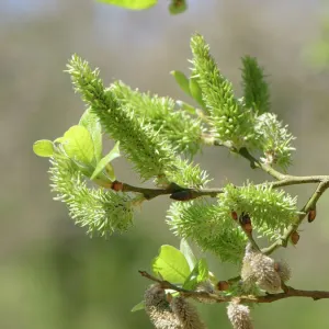 Print of Salix caprea female catkins