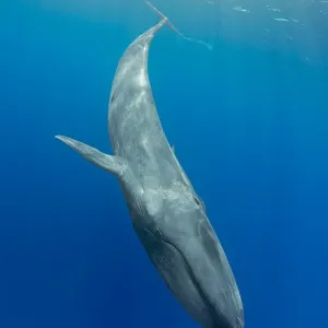 Ballena azul pigmea (Balaenoptera musculus brevicauda) subespecie de ballena azul, sumergiéndose hacia abajo. Ballena azul pigmea (Balaenoptera musculus brevicauda) subespecie de ballena azul, sumergiéndose hacia abajo.