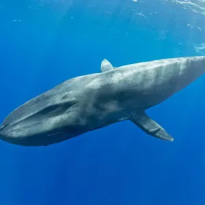 Pygmy blue whale (Balaenoptera musculus brevicauda) subspecies of blue whale, Mirissa Pygmy blue whale (Balaenoptera musculus brevicauda) subspecies of blue whale, Mirissa