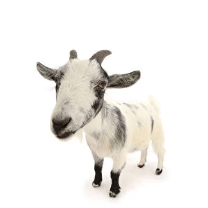 Pygmy goat, close up portrait