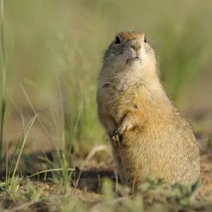 Pygmy ground squirrel / souslik (Spermophilus pygmaeus) standing on hind legs alert Pygmy ground squirrel / souslik (Spermophilus pygmaeus) standing on hind legs alert
