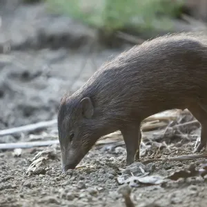 Pygmy Hog Foraging Print Pygmy Hog Foraging Print