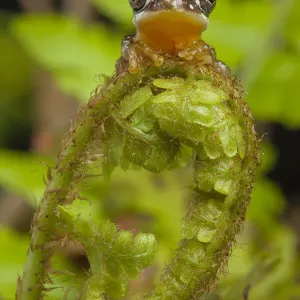 Print of Pygmy leaf-folding frog on fern frond Print of Pygmy leaf-folding frog on fern frond