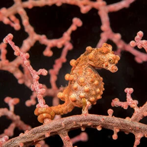 Pygmy seahorse (Hippocampus bargibanti) Philippines