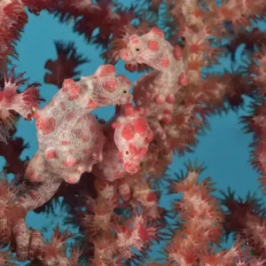 Three Pygmy seahorses (Hippocampus bargibanti) on a Seafan / Gorgonian (Muricella Three Pygmy seahorses (Hippocampus bargibanti) on a Seafan / Gorgonian (Muricella