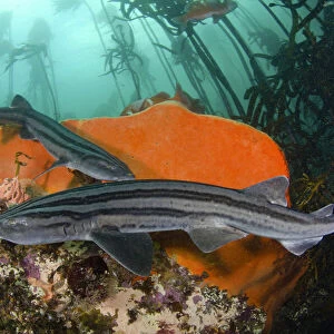 Pyjama shark (Poroderma africanum), two in reef, amongst kelp
