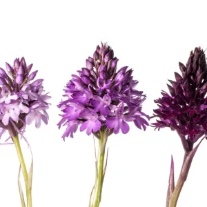 Pyramidal Orchid (Anacamptis pyramidalis) colour varieties. Sibillini, Umbria Italy, June