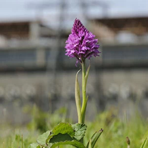 Pyramidal Orchid (Anacamptis pyramidalis), on brownfield site being prepared for development