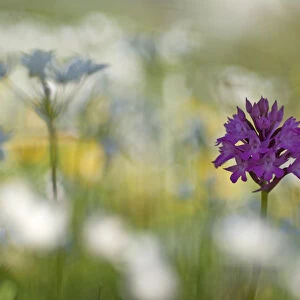 Pyramidal orchid (Anacamptis pyramidalis) in flower surrounded by Naples Garlic