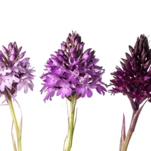 L'Orchidée pyramidal (Anacamptis pyramidalis) variétés de couleurs. Sibillini, Ombrie Italie, juin. L'Orchidée pyramidal (Anacamptis pyramidalis) variétés de couleurs. Sibillini, Ombrie Italie, juin.