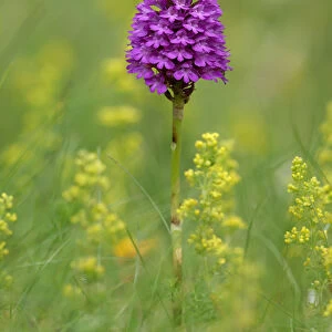Pyramidal orchid {Anacamptis pyramidalis} Cruit Island Co. Donegal, Republic of Ireland
