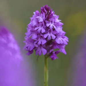 Pyramidorchide (Anacamptis pyramidalis), Blüte vom Pyramiden-Orchideen in Vosges/Frankreich Juni Pyramidorchide (Anacamptis pyramidalis), Blüte vom Pyramiden-Orchideen in Vosges/Frankreich Juni