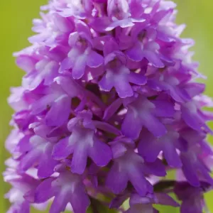 Pyramidal Orchid Print, UK June Bloom Pyramidal Orchid Print, UK June Bloom